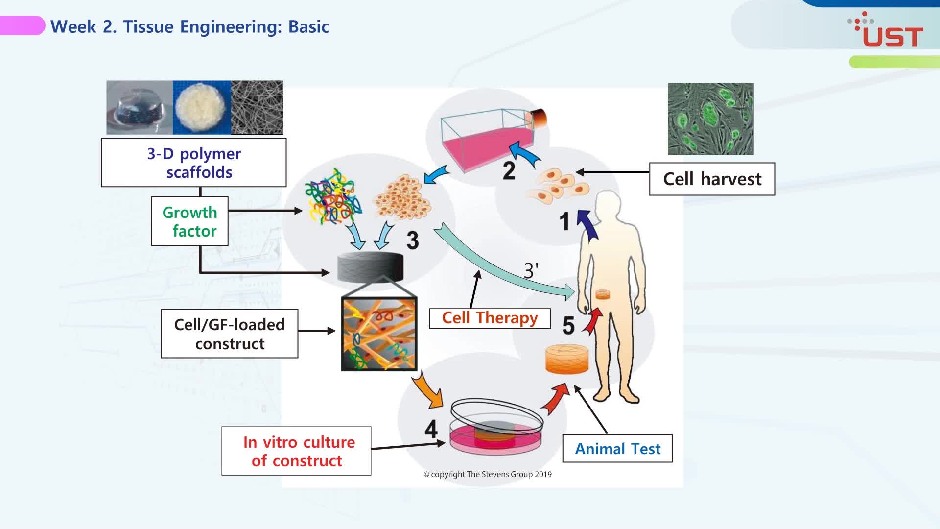 biomedical-engineering-1-introduction-to-tissue-engineering-ust